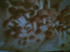 食用菌类产品图1