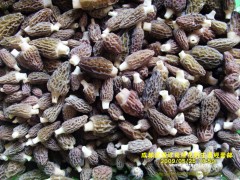 ２０１０年野生羊肚菌鲜货图1