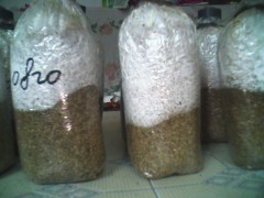 平菇各级菌种图1