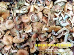 供应野生寒菌(别名枞菌/松菌/重阳菌/雁鹅菌)图1