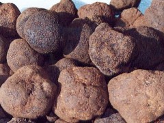 供应黑松露truffle图1