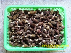 ２０１０年野生羊肚菌鲜货图1