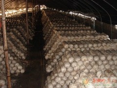 本基地现有大量高温平菇，鸡腿菇栽培种（三级种），菌包出售图1