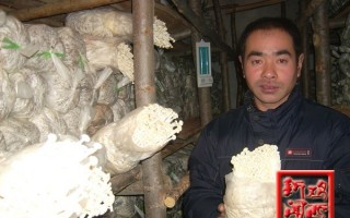 麻山区龙山村村民生产金针蘑的积极性日益高涨 ()