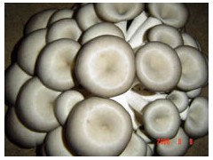 各级各类食用菌菌种图1