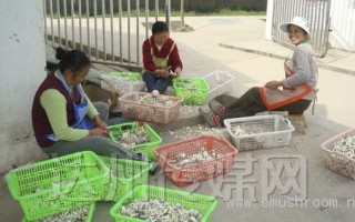 宣汉县大力发展食用菌产业 ()
