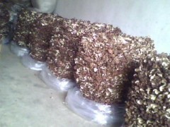 江西黎川茶树菇产地直销图1