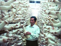 杏鲍菇工厂化技术服务图1