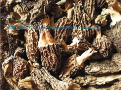 西藏林芝野生羊肚菌一手货源 原产地林芝波密县发货780元一斤图1