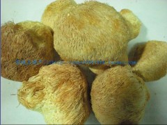 西藏林芝野生猴头菇1手货源 原产地发货 99元一斤图1