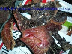 西藏林芝野生灵芝菌1手货源原产地林芝波密县发货2010年新货图1