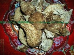 西藏林芝波密县野生特级猴头菇 货极少 1手货源 原产地发货图1