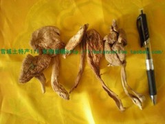 雪域高原西藏林芝波密县野生鸡枞菌 1手货源 原产地发货图1