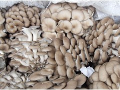本人长年供应新鲜平菇图1