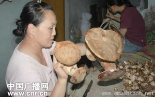 扎兰屯市东山上发现“大腿蘑菇王”。 ()