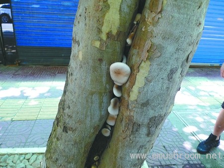 梧桐树上长出蘑菇，最好别吃