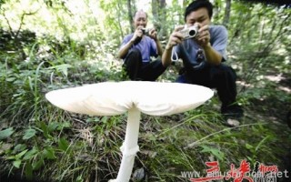 罕见大蘑菇惊现湖北五峰付家堰乡 ()