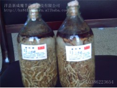 供应天麻萌发菌、蜜环菌(图)图1
