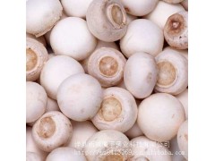 供应各种菌种图1