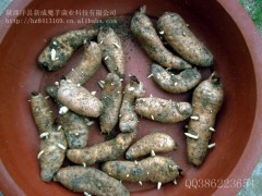 供应高产天麻种图1