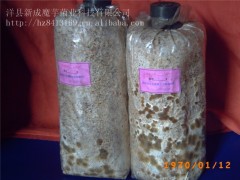 供应天麻萌发菌图1