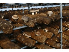 大量供应优质高产春秋栽香菇菌种图1