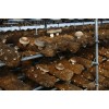 大量供应优质高产春秋栽香菇菌种