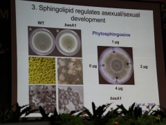15日上午大会报告：中国科学院微生物研究所研究员李少杰《鞘磷脂对丝状真菌的形态发育的调控机制》 