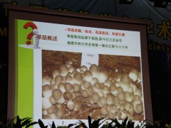 15日上午大会报告：福建农林大学教授谢宝贵《草菇的遗传研究》