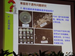 15日上午大会报告：福建农林大学教授谢宝贵《草菇的遗传研究》