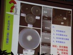 15日上午大会报告：福建农林大学教授谢宝贵《草菇的遗传研究》