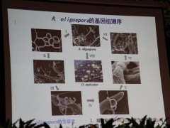 15日上午大会报告：云南大学副校长、教授张克勤《杀线虫真菌基因组与侵染线虫的分子机制》