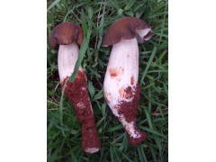 云南人工鸡枞图1