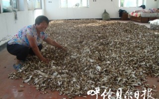 “大腿蘑”让查巴奇乡农民收入30万 ()