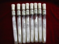 供天麻伴生菌（密环菌、萌发菌）图2