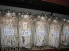 供应椴、袋黑木耳菌种图1