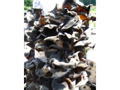 供应椴、袋黑木耳菌种图3