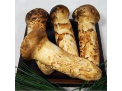 野生天然松茸图1