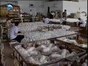 白色金针菇工厂化周年生产工艺