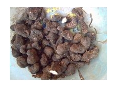 供应猪苓种，猪苓蜜环菌图1