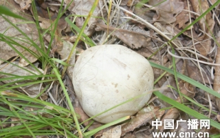 扎兰屯市村民陈桂荣采到半斤重的蘑菇 ()