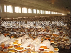 产地常年供应各规格灵芝切片图1