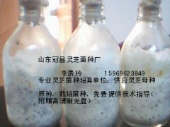 菌种厂供应灵芝菌种图1