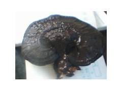 供应美国灵芝菌种图1