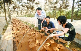 确山县大力培植香菇、灵芝等出口到日本、韩国 ()