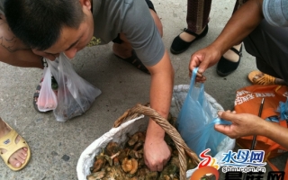 烟台：野生蘑菇价格高达40元一斤 ()