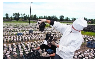扎兰屯市：黑木耳成了低碳环保的“黑黄金” ()