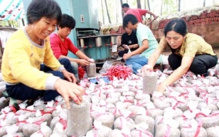 淮北市估计今年产出370万斤“福建三明B”金针菇 ()