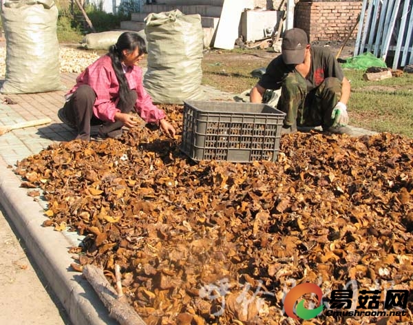 本地人采蘑菇外地人收蘑菇