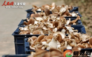 天津：林海循环经济示范区食用菌成优势产业 ()